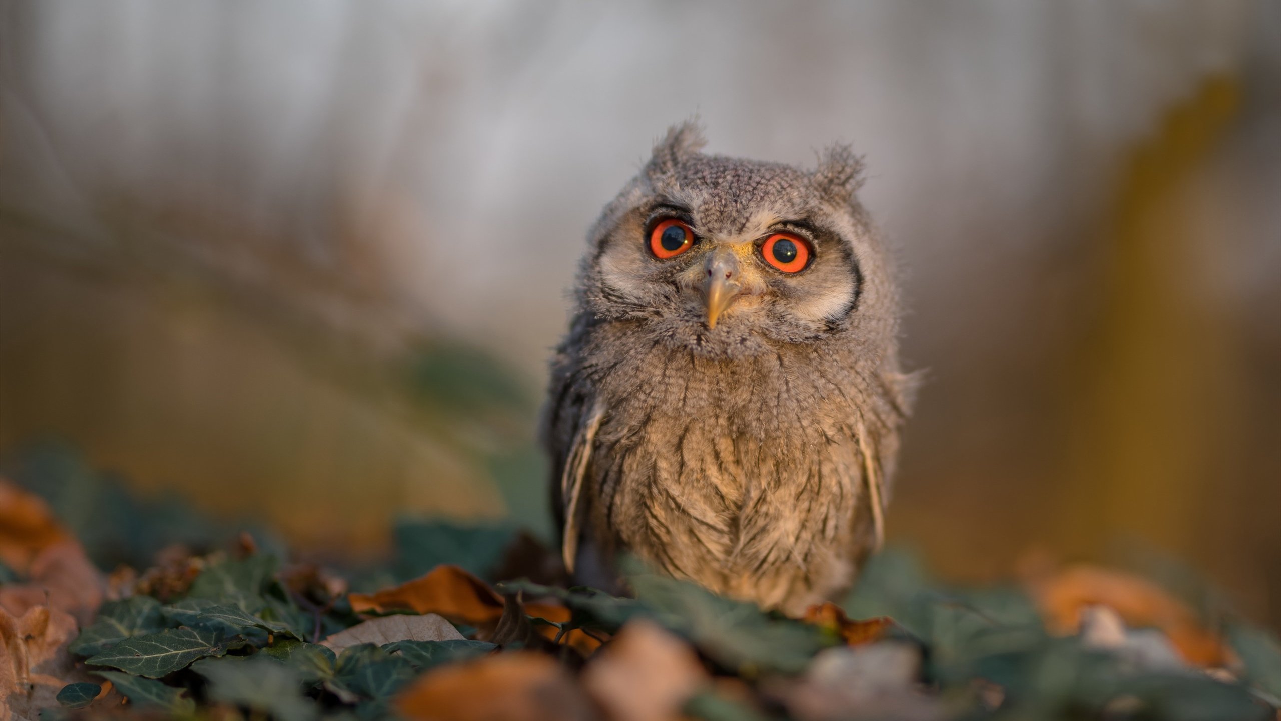 “荒野追击:沙漠与山地的热血追逐”,荒漠追杀中的罪名是